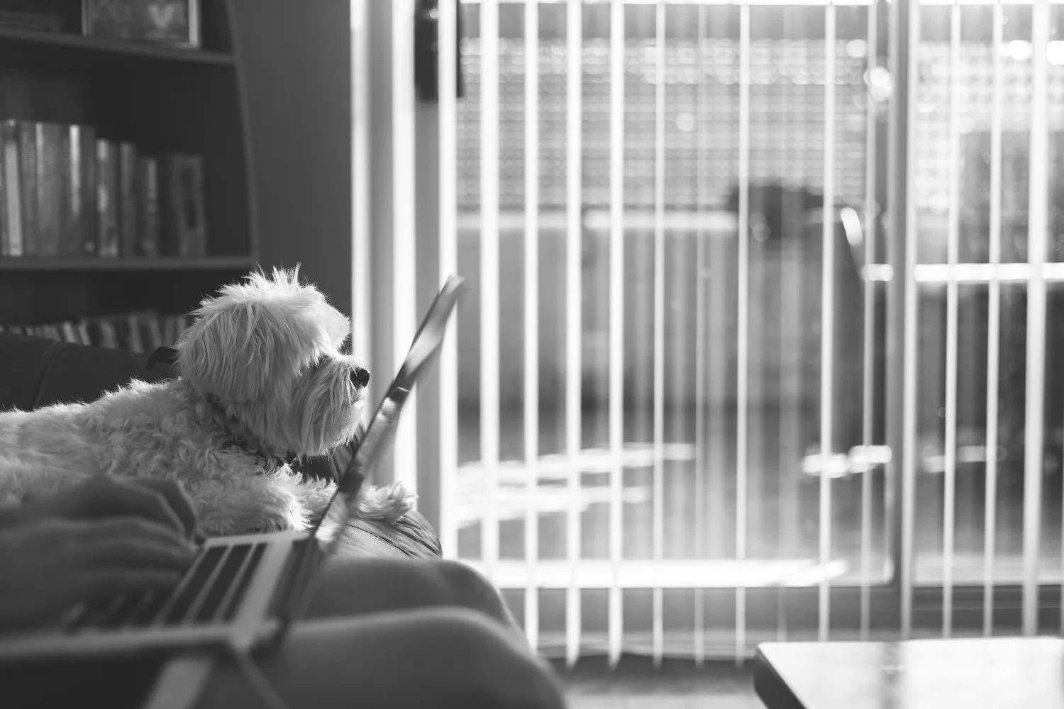 man with computer and dog